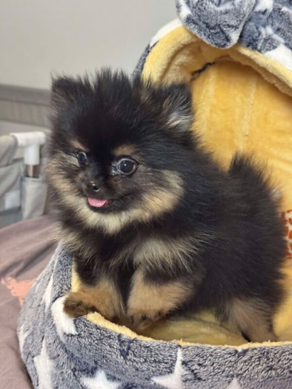 Magnifique Spitz Nain poméranien femelle extra-mini