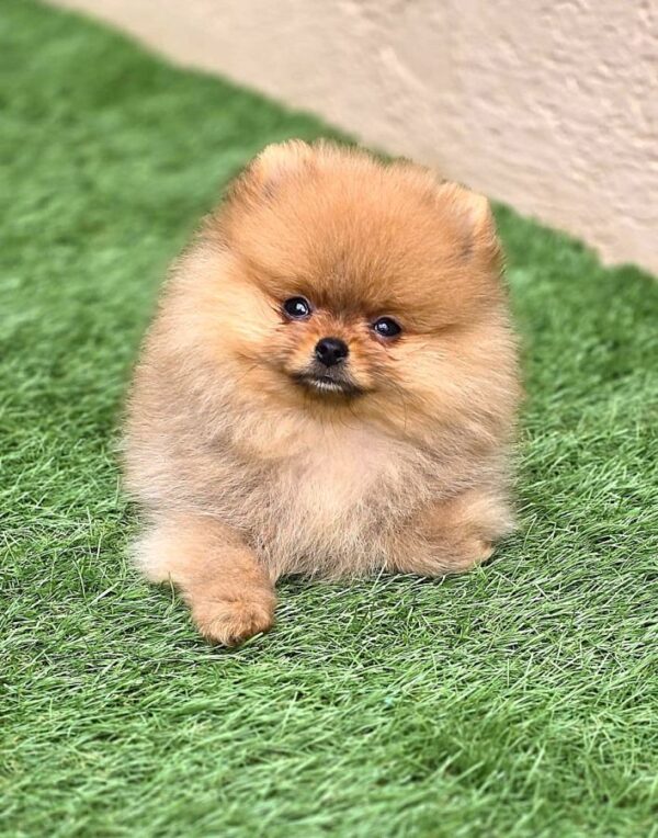 Chiot Spitz Nain (Poméranien) – Élevage Des Terres d’Eden