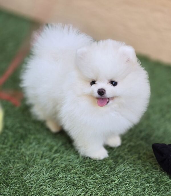 Magnifique spitz femelle extra miniature lof