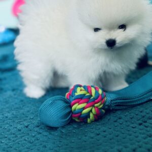 Magnifique spitz nain - pomeranian à reserver
