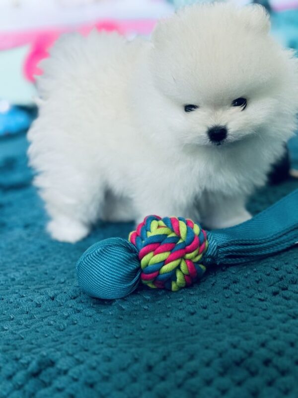 Magnifique spitz nain - pomeranian à reserver