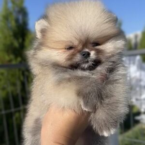 Magnifique spitz poméranian mâle nain lof