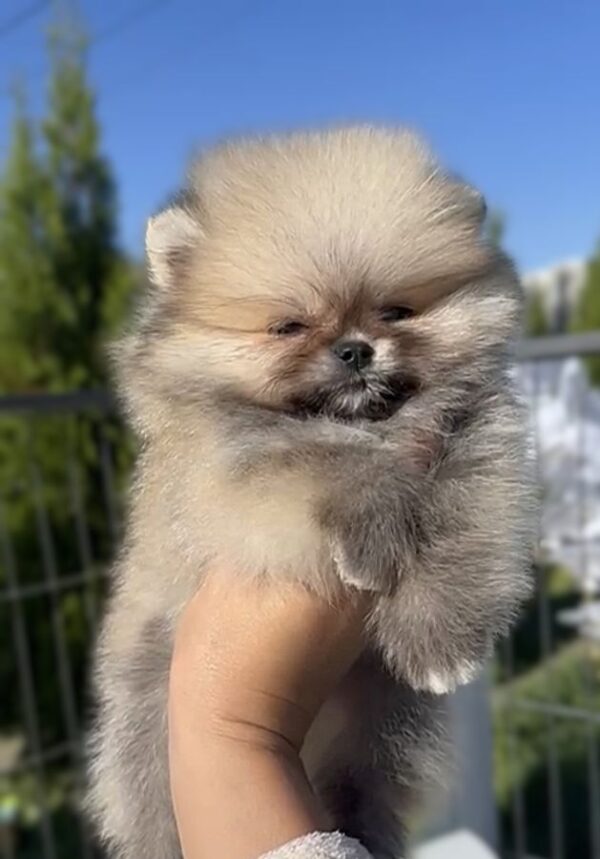 Magnifique spitz poméranian mâle nain lof