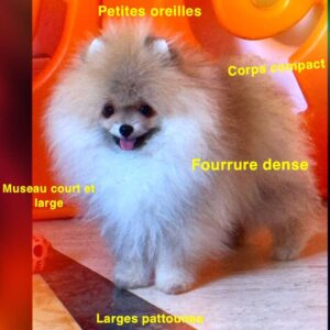 Magnifique spitz poméranien pure race lignée russe