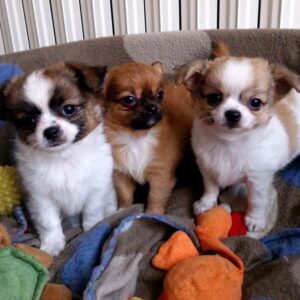Magnifiques bébés chihuahua dept 86