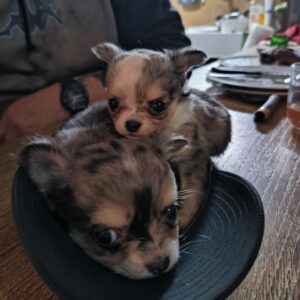 Magnifiques chihuahua