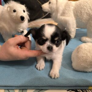 Magnifiques chiots chihuahua poil long