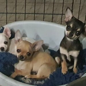 Chiots Chihuahua à Poil Court – Élevage Des Terres d’Eden
