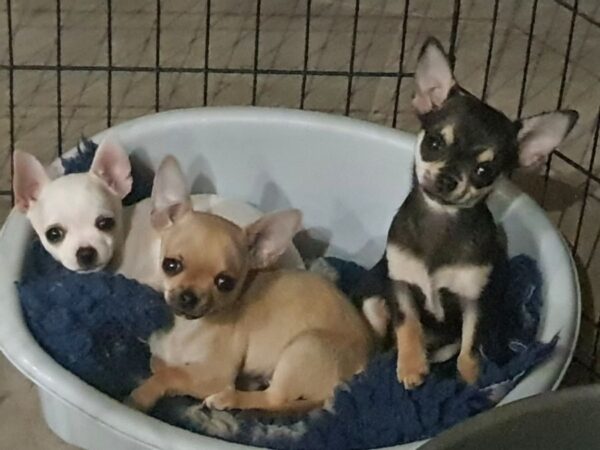 Chiots Chihuahua à Poil Court – Élevage Des Terres d’Eden