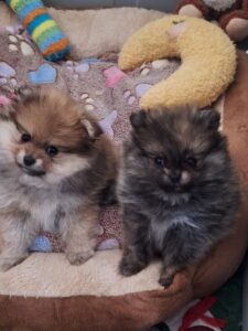 Magnifiques chiots spitz nains femelles (une mini)