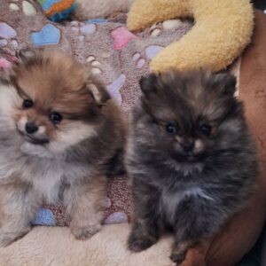 Magnifiques chiots spitz nains femelles (une mini)
