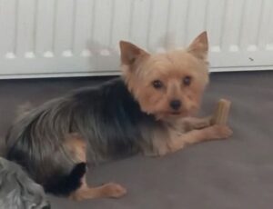 Magnifiques chiots yorkshire lof à réserver