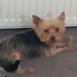 Magnifiques chiots yorkshire lof à réserver