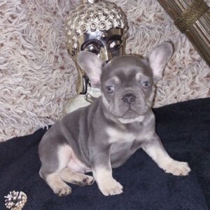 Male bouledogue français exotique