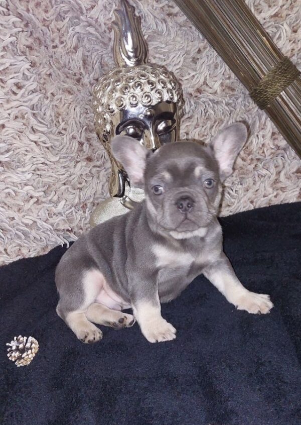 Male bouledogue français exotique