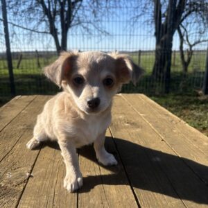 Mâle chihuahua disponible de suite
