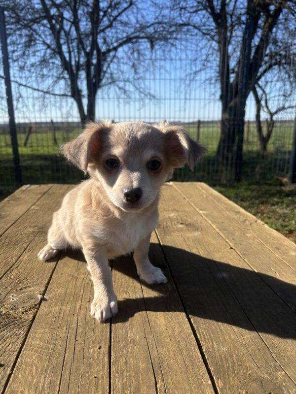 Mâle chihuahua disponible de suite