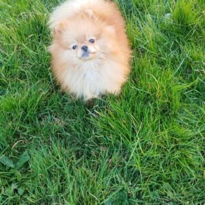 Manifiques spitz pomeraniens mâles et femelles 7 m