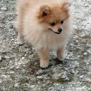 Petit chiot spitz