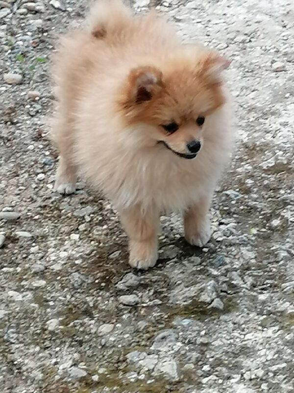 Petit chiot spitz