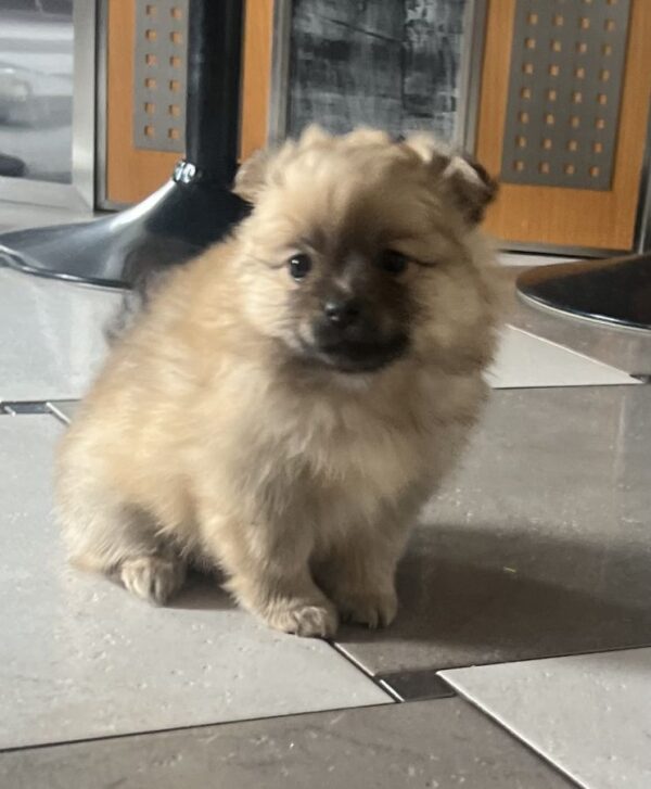 Petit spitz