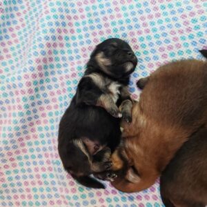Petits spitz l.o.f.