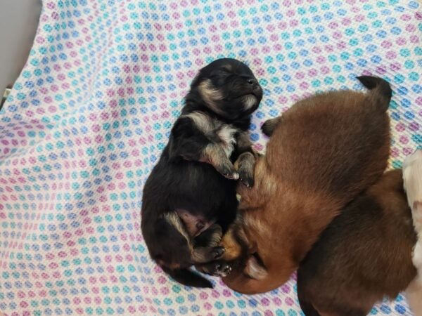 Petits spitz l.o.f.