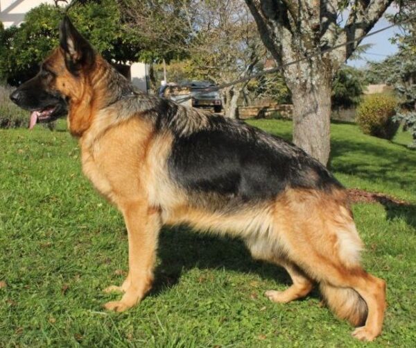 Placement d'une berger allemand pour retraite