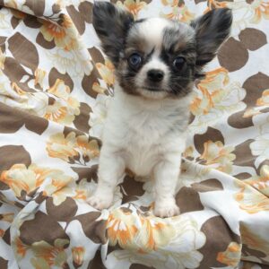 Plusieurs magnifiques chiots chihuahua