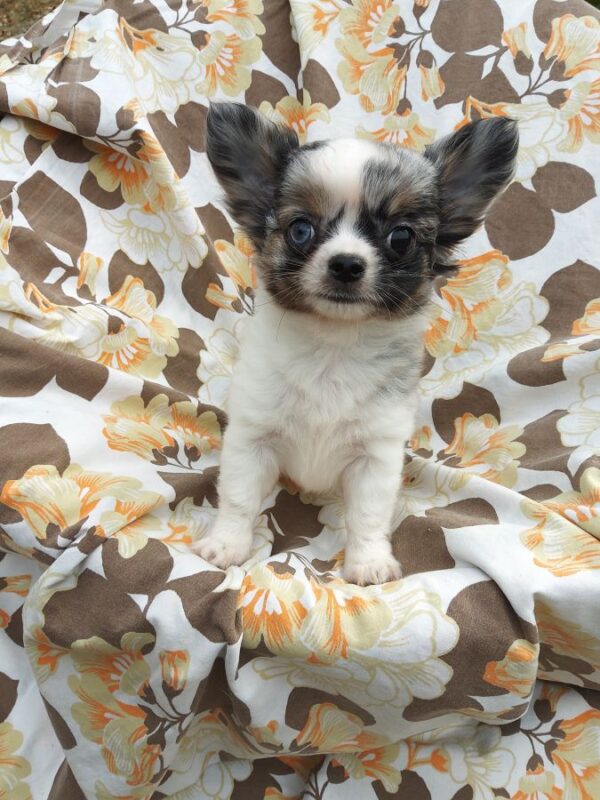 Plusieurs magnifiques chiots chihuahua