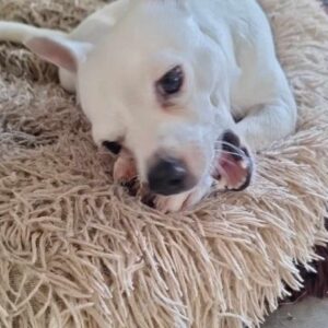 Poupi Petite Chihuahua Câline - 78000 - unCompagnon.fr