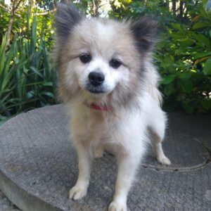 Retraitée spitz