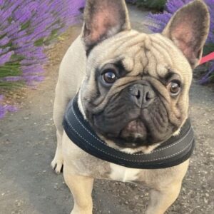 Saillie Bouledogue Français Lof Confirmé - 60310 - unCompagnon.fr