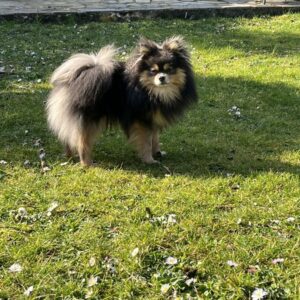 Saillie Spitz Nain Male Bleu Tan - 38110 - unCompagnon.fr