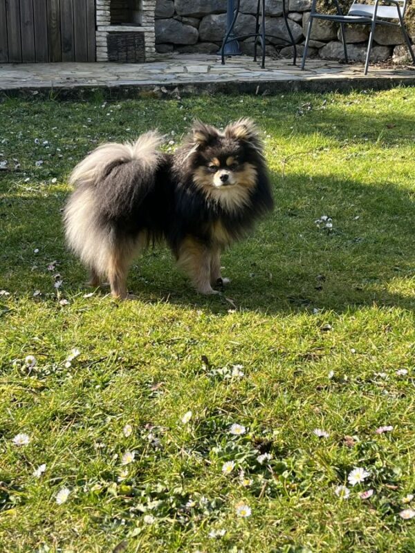 Saillie Spitz Nain Male Bleu Tan - 38110 - unCompagnon.fr
