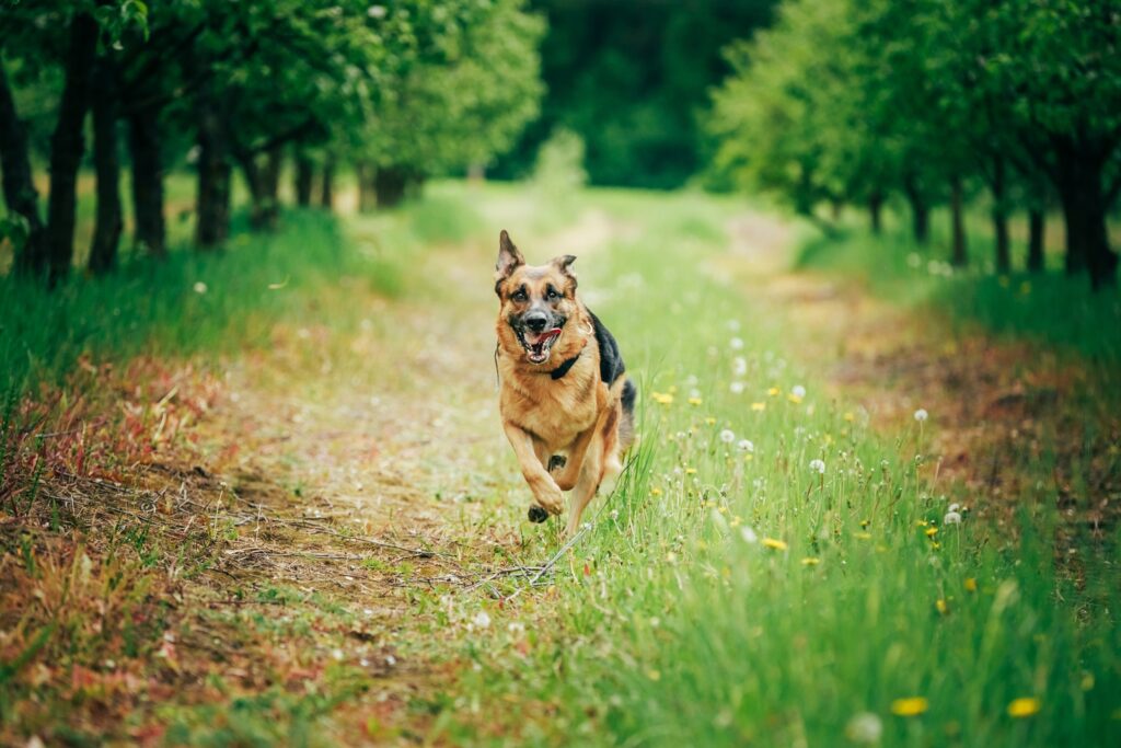 German Shepherd