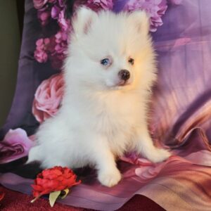 Spitz disponible