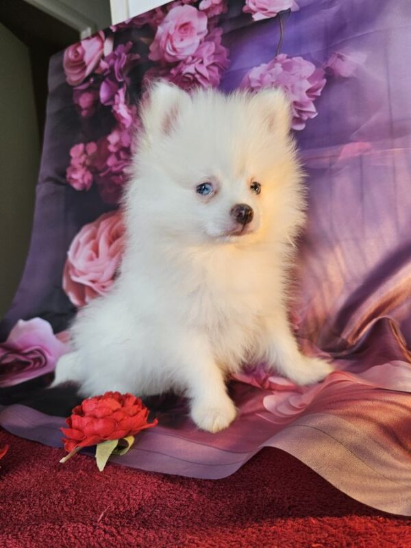 Spitz disponible
