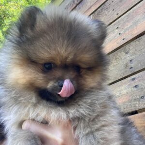 Spitz male