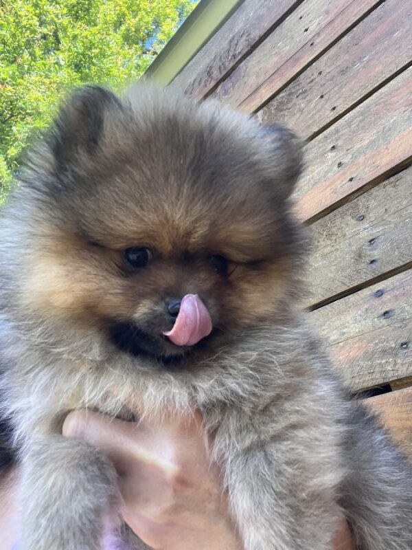 Spitz male