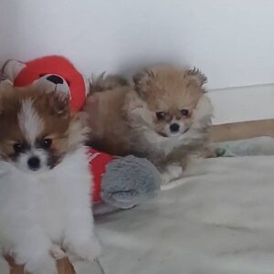 Spitz male et femelle