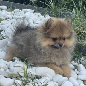 Spitz male type ourson