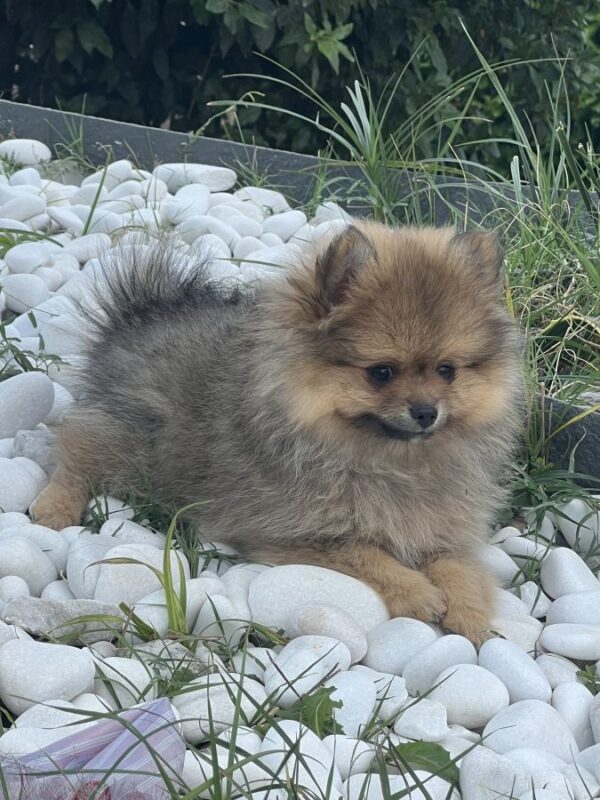 Spitz male type ourson