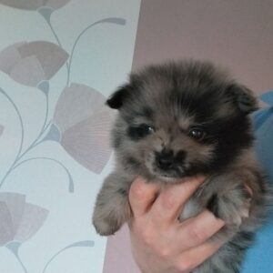 Spitz nain