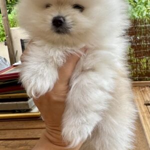 Spitz nain
