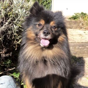Spitz Nain 7 Ans - 69390 - unCompagnon.fr
