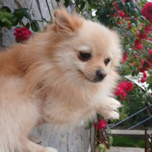 Spitz nain adulte