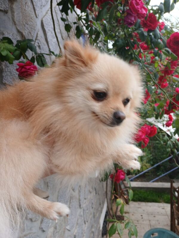 Spitz nain adulte