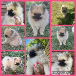 Spitz nain femelle tout petit gabarit