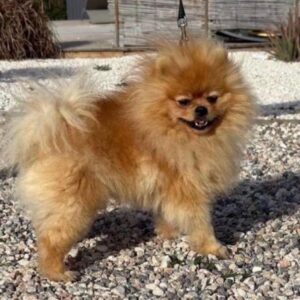 Spitz nain lof & type ourson &prestigieuse origine